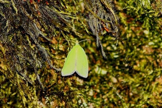 Iris e farfalle ter